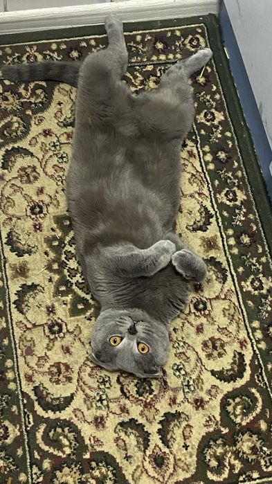 Нужна кошка на вязку