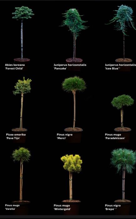 Conifere altoite , Tuya smaragd   Și alte conifere .(calitate premium)