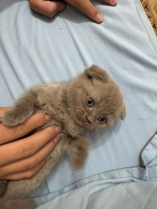 Шотланский Кошка