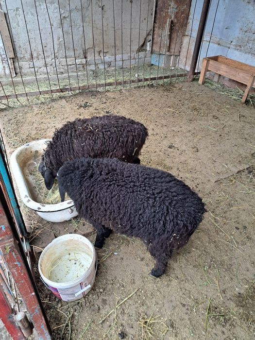 Қой , тоқты сатылады.