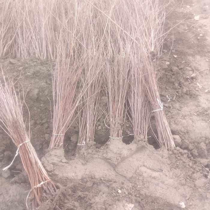 Gizilla 6 payvandtaglar sotuvda mavjud