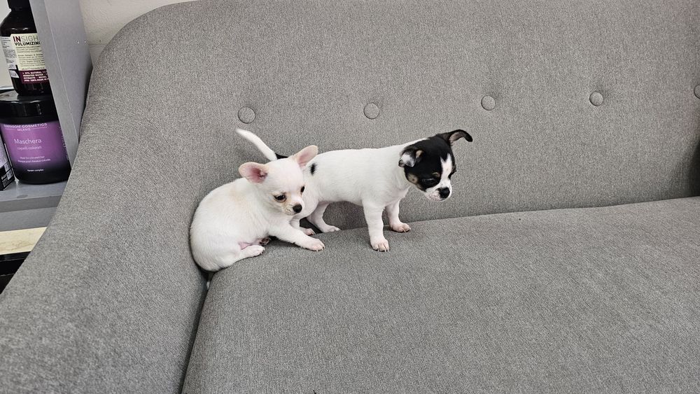 Мини Чихуахуа на 50 дни