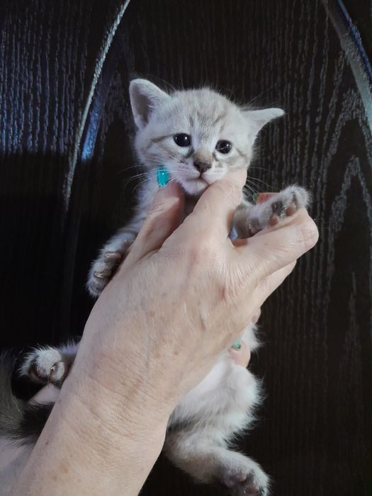 Маскарадная кошка
