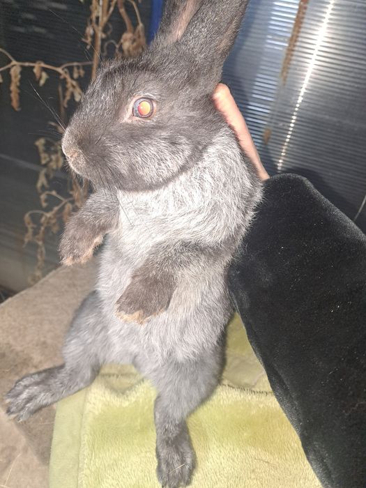 Полтавское серебро