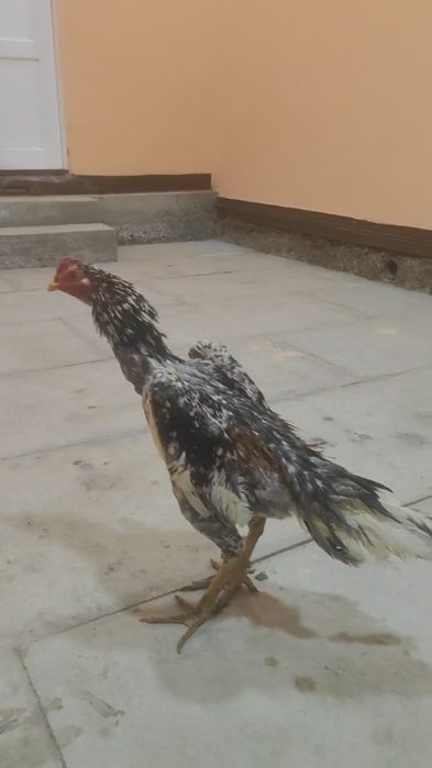 Juja sotiladi aprelda chiqqan 4 kg