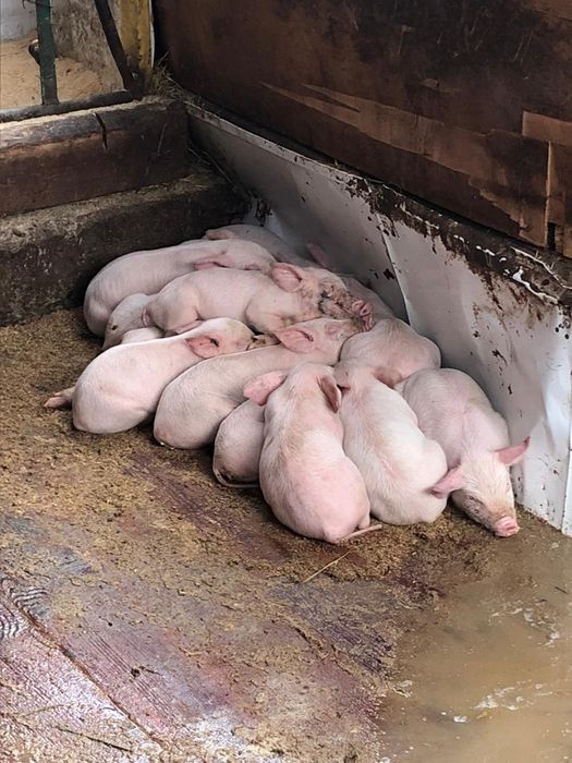 Продам поросят месячных