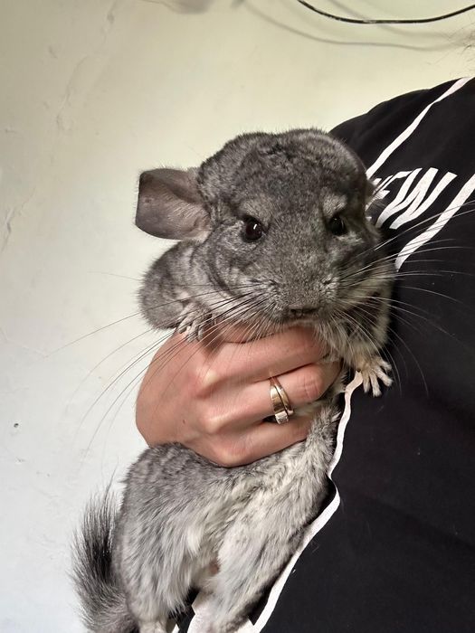 Продам семью шиншилл