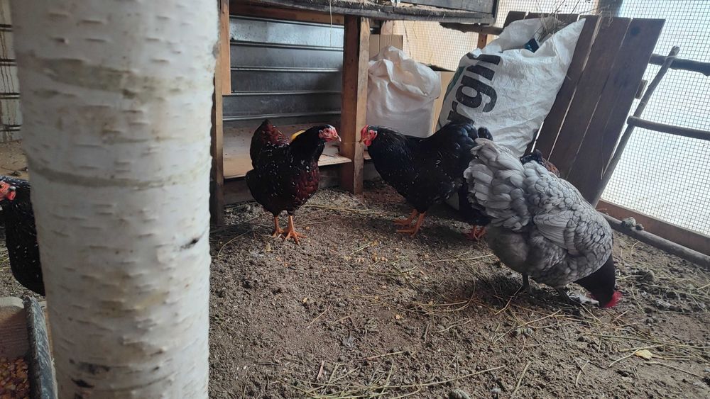 Wyandotte pitic Orange (3+1)și porțelan (5+2)