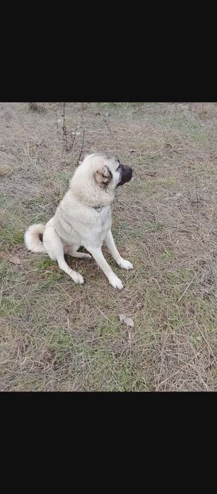 Чистокръвни кангали