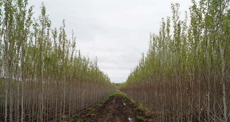 Саженцы тополь акция