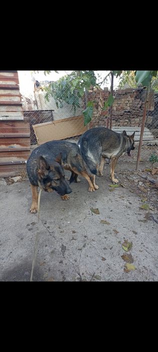 Работни немски овчарки