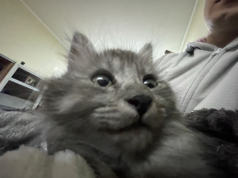 В добрые руки кота Чиби