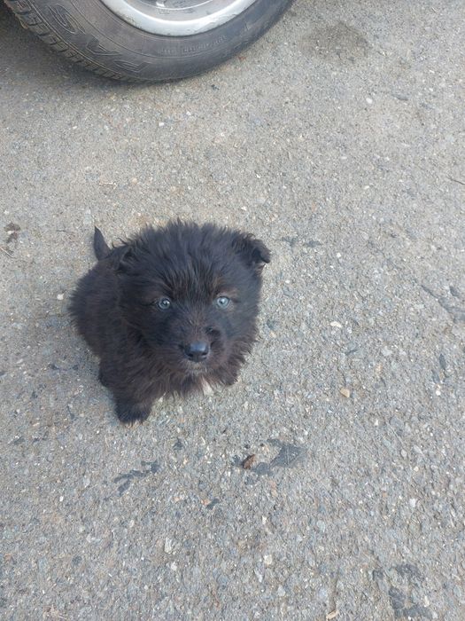 donez pui catei negrii