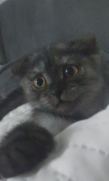 Котёнок девочка  2 месяца