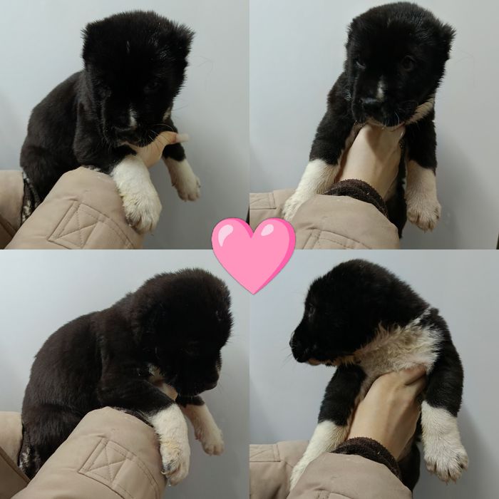 Продаются щенки САО(азиаты)