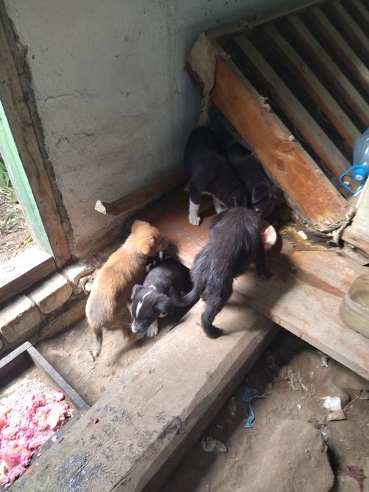 Отдам щенят в добрые руки.