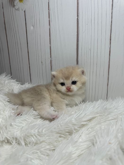 Шиншиллы золотые британские