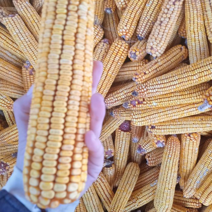 Porumb știulete    producție 2025