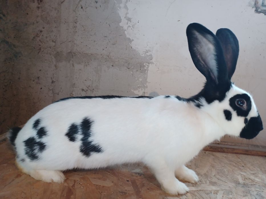 Uriaș pestriț, uriaș galben, berbec