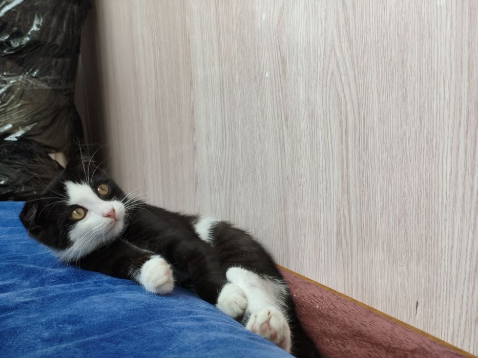 Кошечка вислоухая