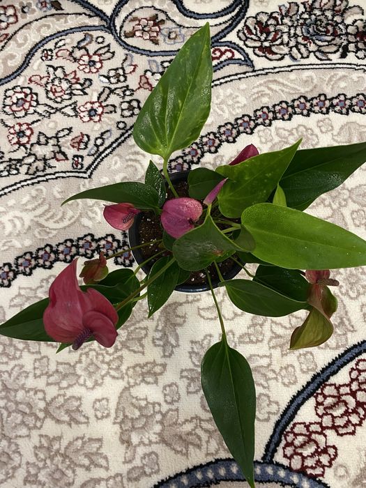 Антуриум («Мужское счастье»)