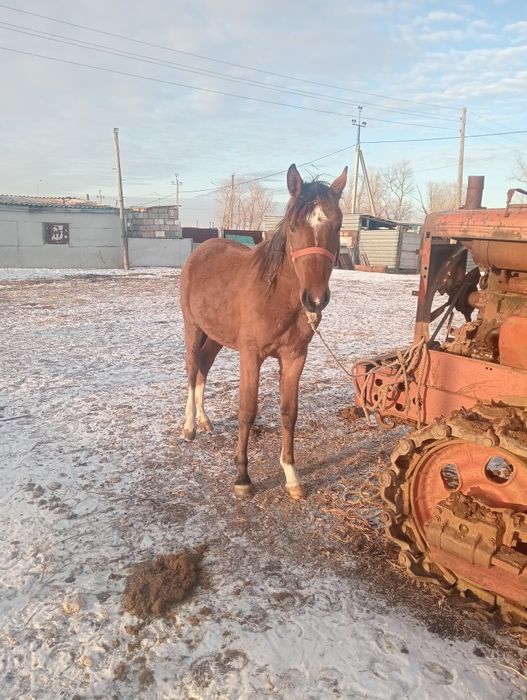 Ағылшын тайлар  полтарашки