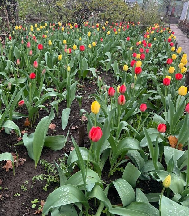 Тюльпаны Голандские на срез