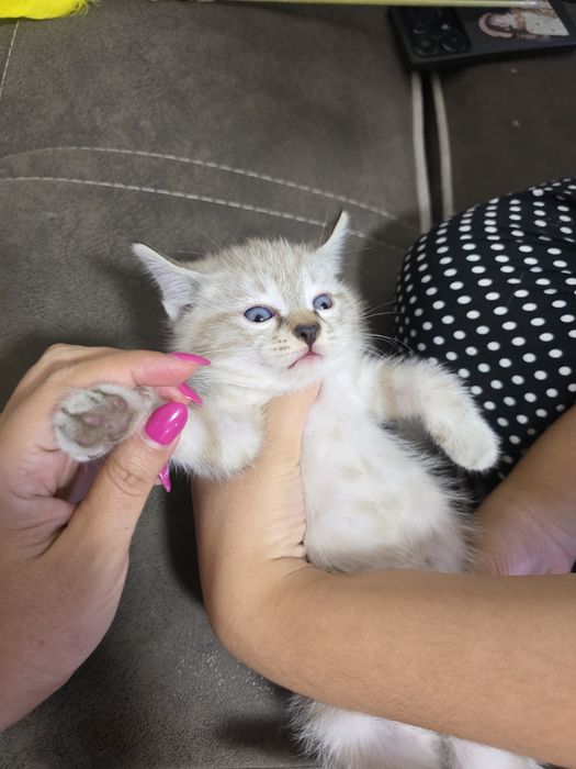 Продается котенок