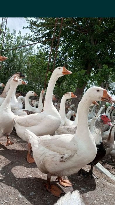 Karalevskiy zotdor g'ozla  КОРОЛЕВСКИ ГУСИ