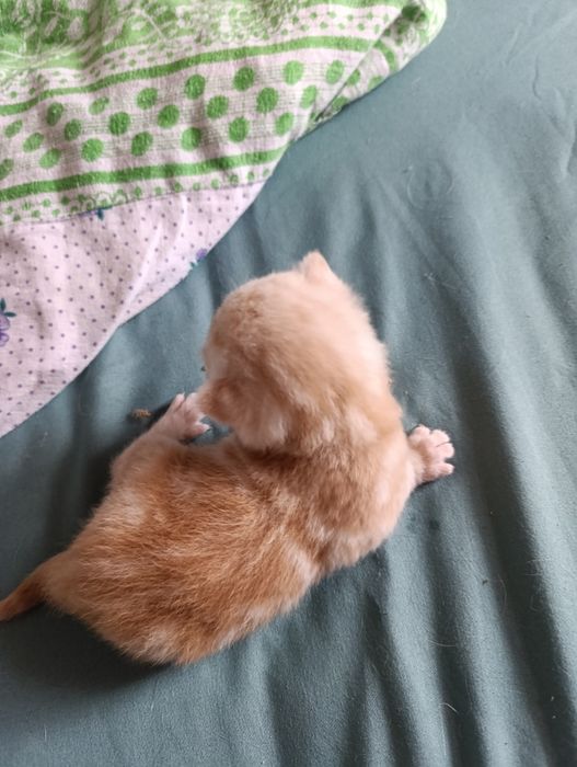 шотландские котята