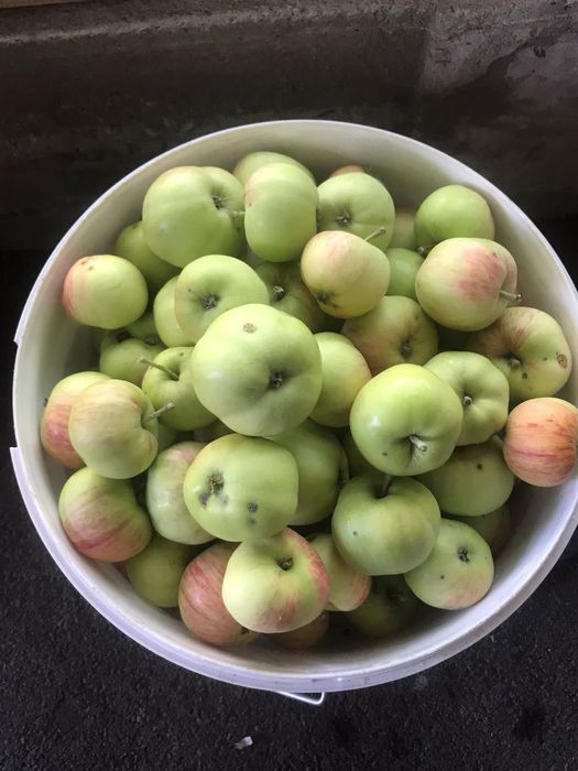 Продам яблоки летний