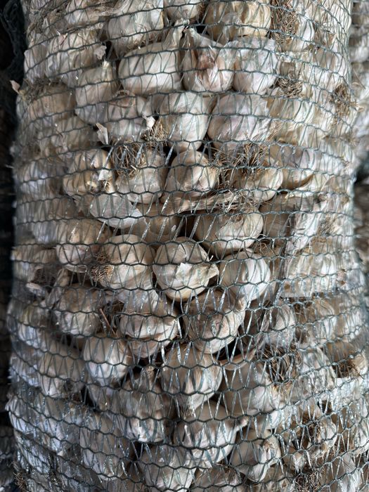 Vand usturoi romanesc oferta buna