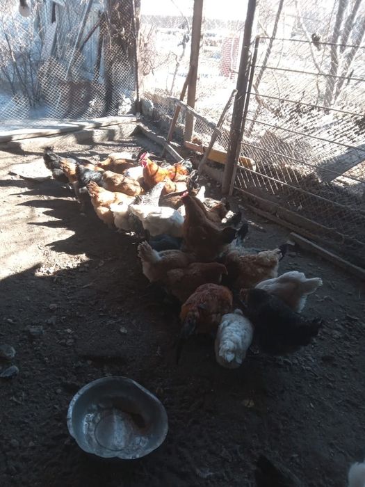 Продам куриц, петухов