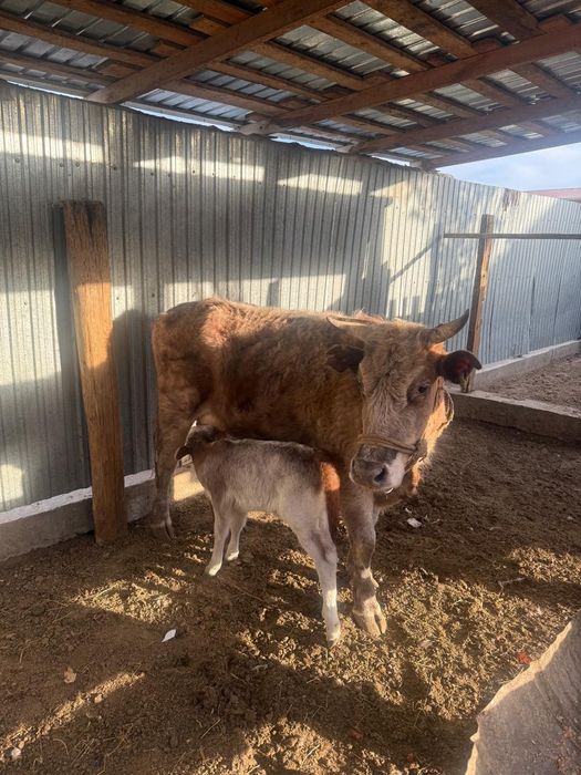 Бузаулы сиыр 3 туган