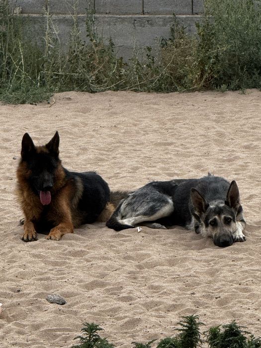 Щенки немецких овчарок