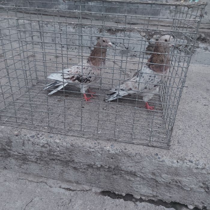 Челкар ореховые оба самец