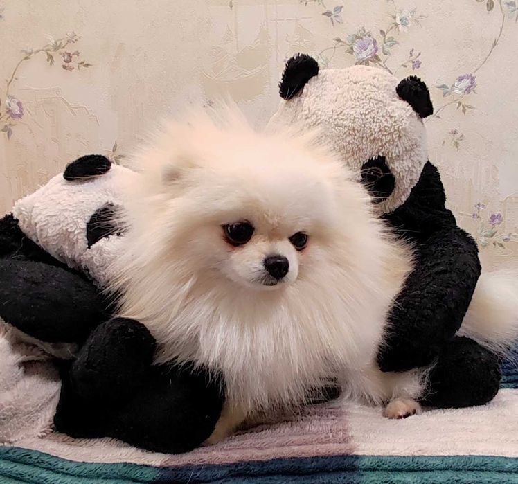 Шпиц кобель миник на вязку