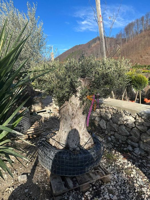 Măslini rezistenți la frig