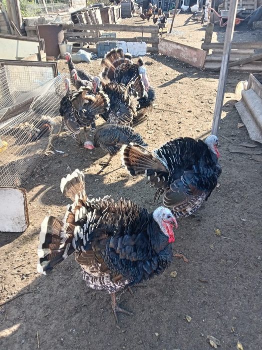 Продам индюков и индюшак