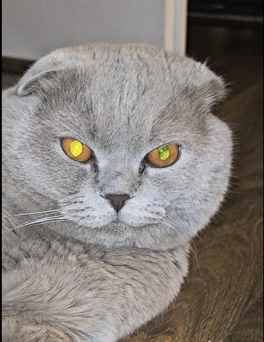 Отдам британца в хорошие руки