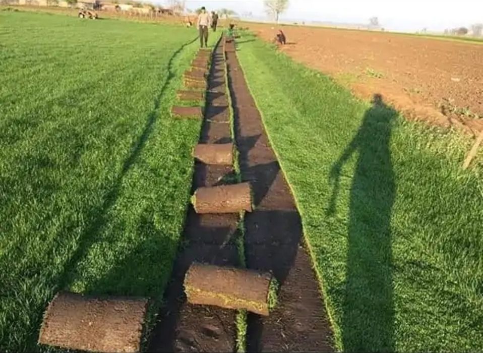 Vând leylandi și piatră naturală