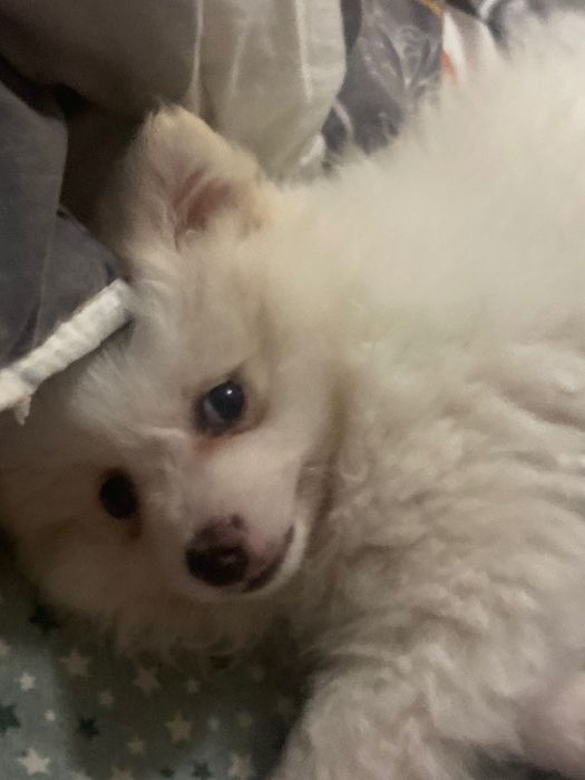 Померан на 2 месеца с първа ваксина и паспорт