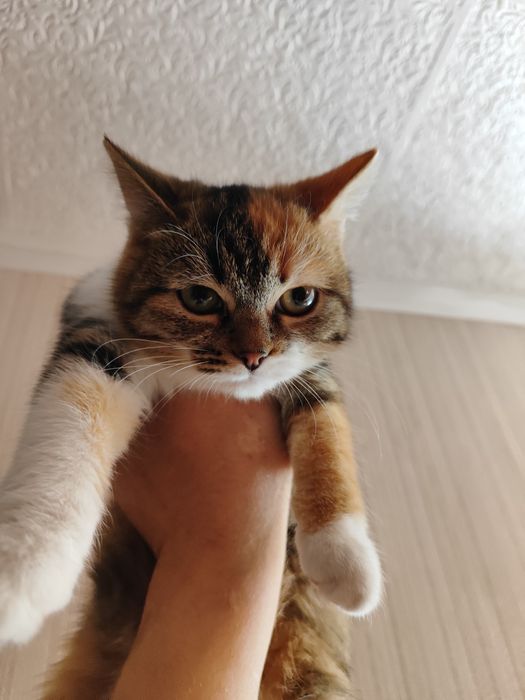 Кошечку отдадим бесплатно