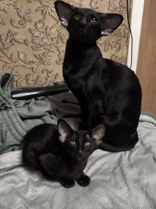 Ориентальный котёнок я
