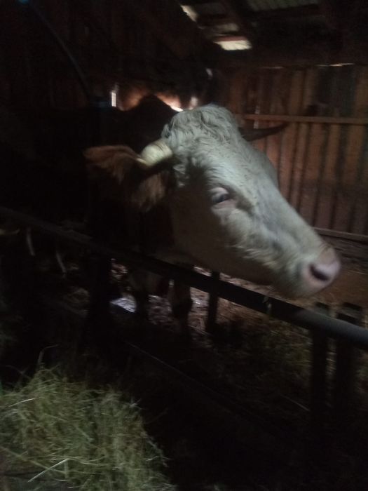 Vând vacă de abator.