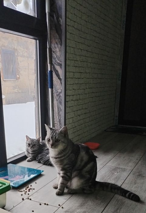 Котятки для брони 3 мальчика и 1 девочка