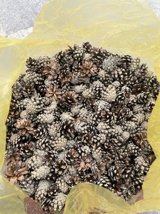 шишки, сосновые для розжига подходит