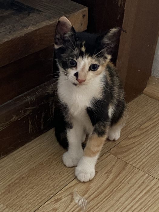 Donez pisicute nascute pe 12 aprilie de Paște