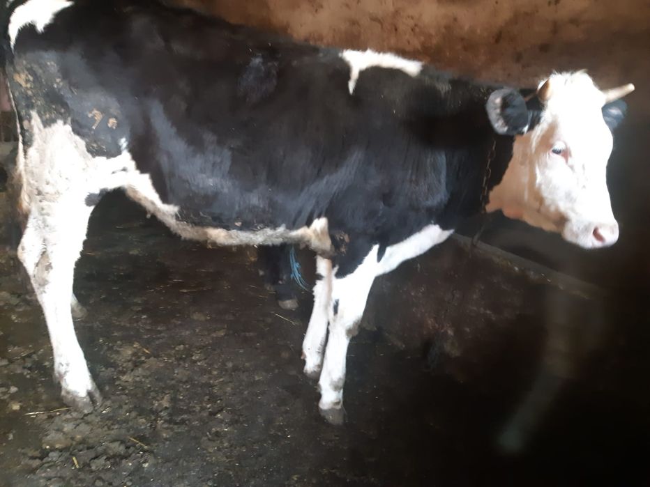 Vând vițea Holstein