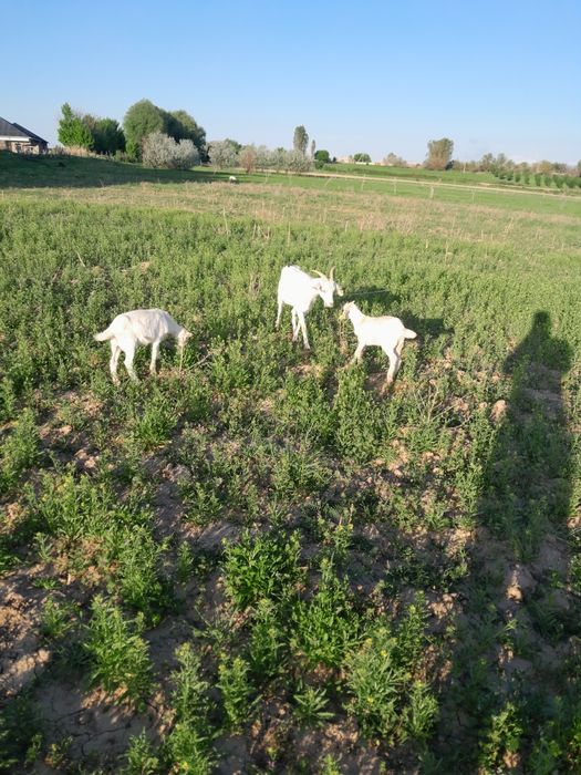 Заенный ешкі сатылады